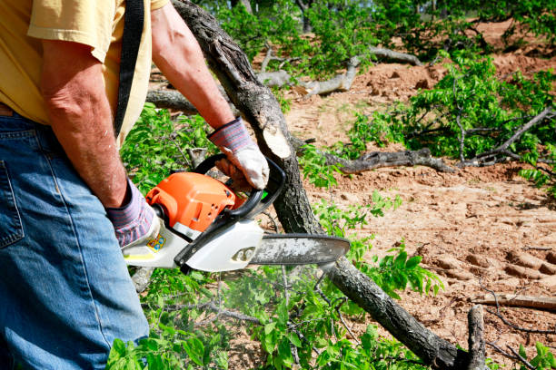  Tubac, AZ Tree Service Pros